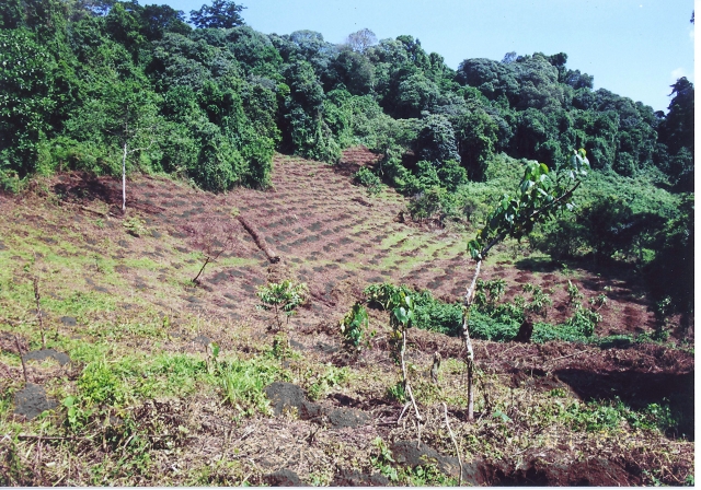 捨てないで！使用済み切手・書き損じハガキがアフリカの緑に